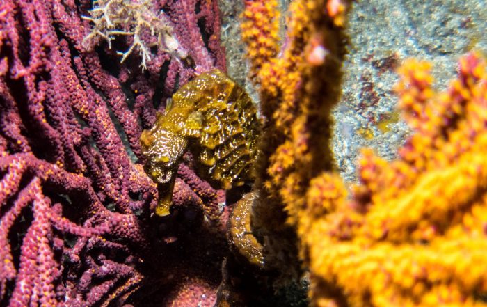 Seahorse hanging on fast to coral - come find them with Dive Ninjas!