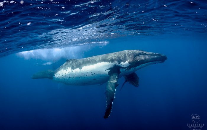 Diving in Tonga with humpback whales. Photo by Jay Clue, for Dive Ninja Expeditions