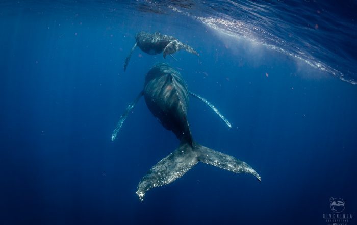 Diving in Tonga with humpback whales. Photo by Jay Clue, for Dive Ninja Expeditions