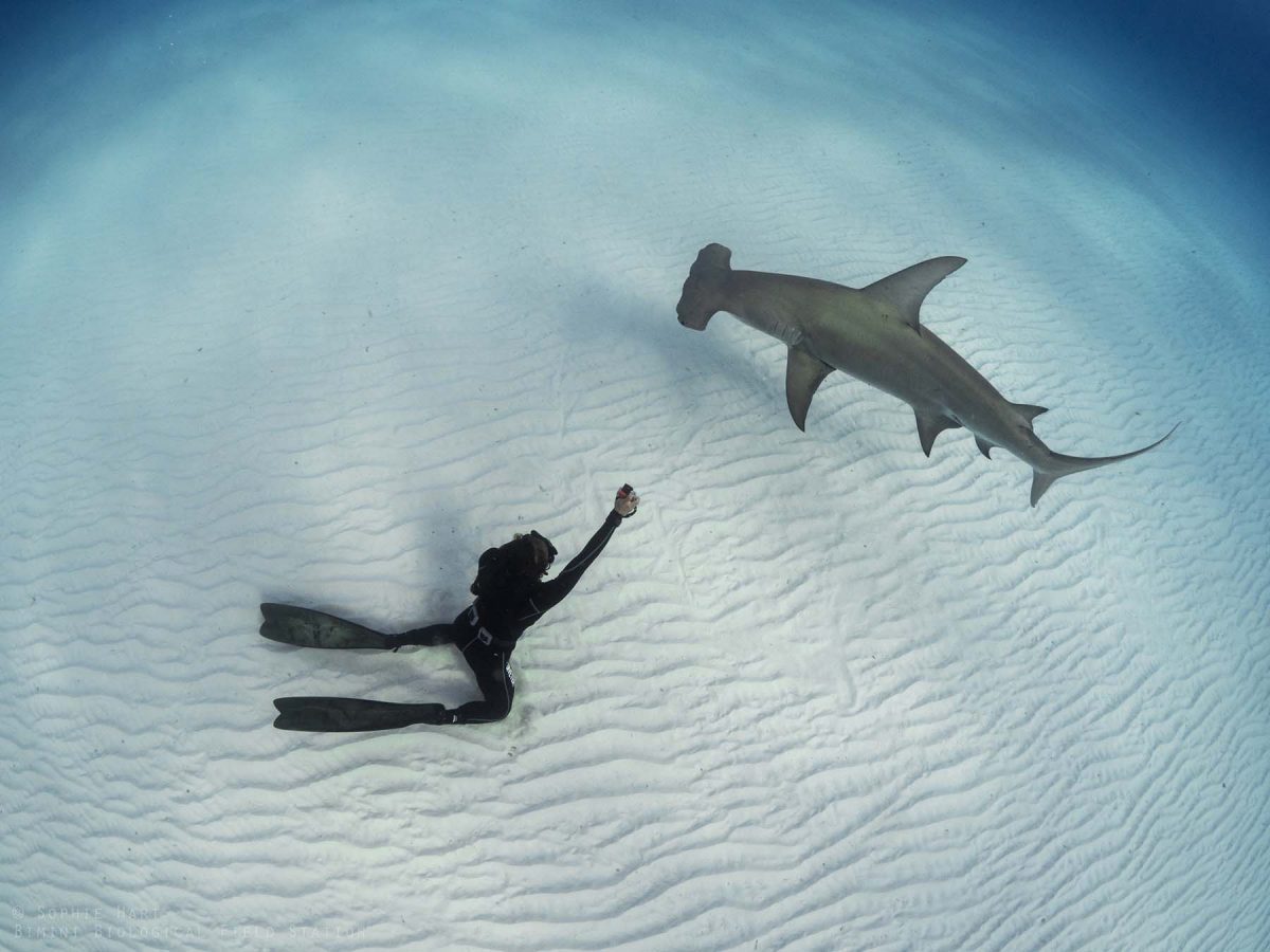 Shark research trip to Bimini Bahamas