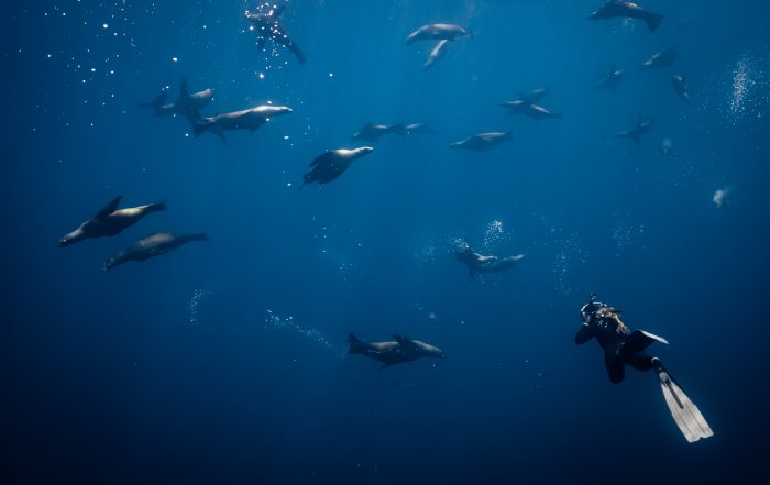 Freediving with sea lions in Mag Bay Baja California Sur