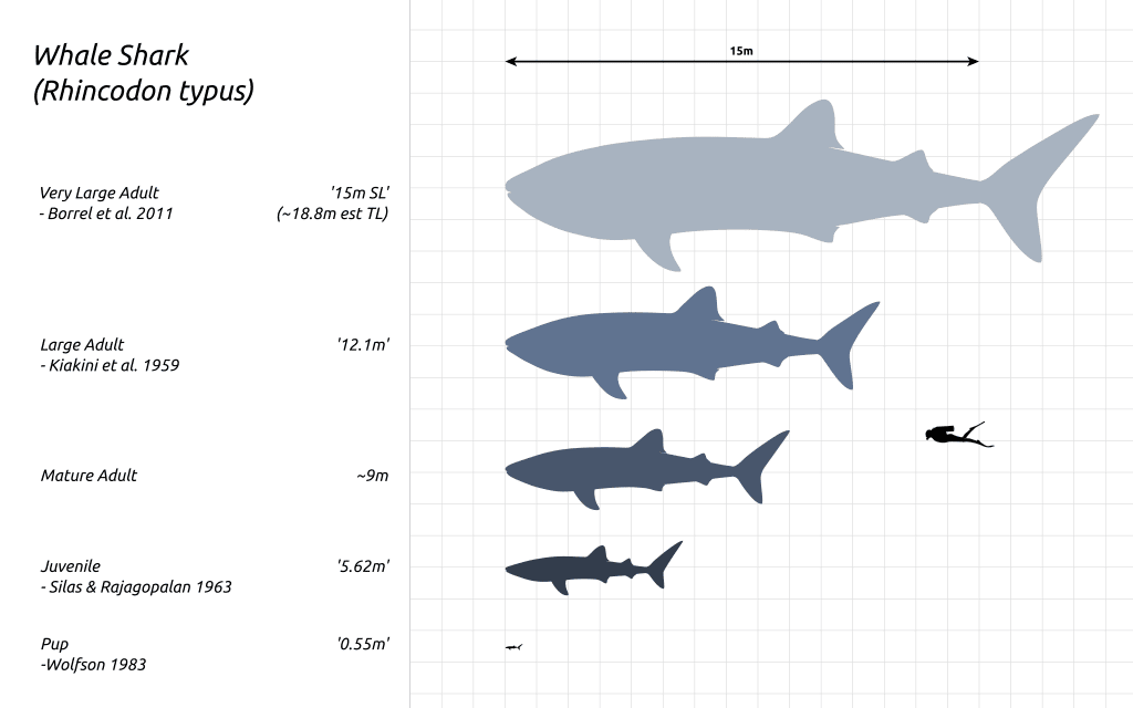 Característica de las criaturas - Conozca al tiburón ballena