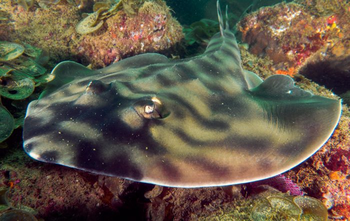 Banded Guitar fish ray or shark in Cabo San Lucas