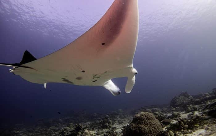 Beautiful reef manta at a cleaning station in the Maldives, on expedition with Dive Ninjas