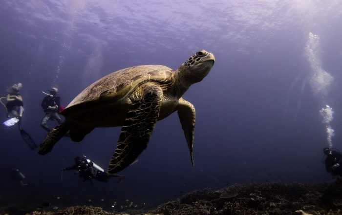 Green turtle on the reef in the Maldives, on expedition with Dive Ninjas