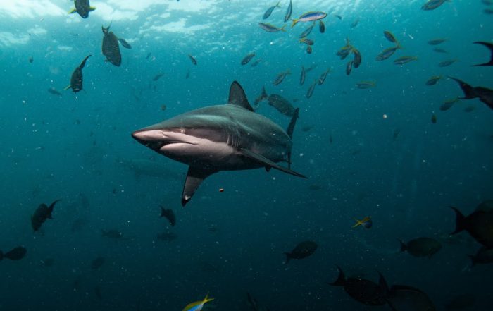 Oceanic blacktips in the Maldives, on expedition with Dive Ninjas