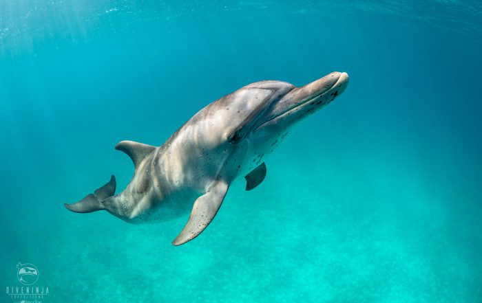 Freediving with Atlantic Spotted Dolphins in Bimini - Dive Ninja Expeditions