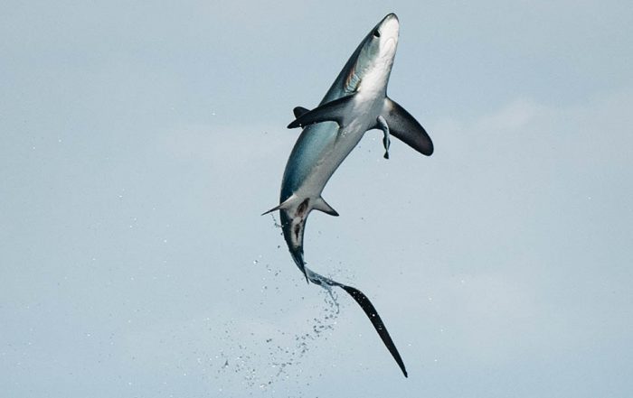 A thresher shark leaps clear out of the water. Come exploring with Dive Ninjas to witness these spectacles