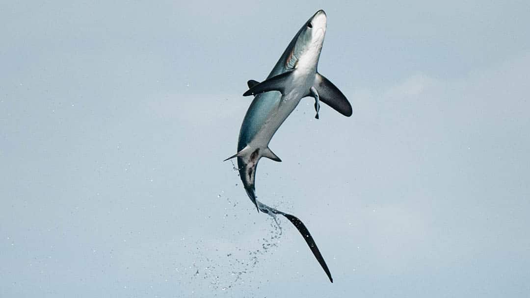 Un tiburón zorro salta fuera del agua. Ven a explorar con Dive Ninjas para presenciar estos espectáculos