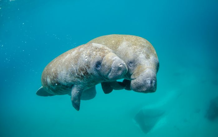 Mother and Calf Manatees for Ocean Conservation