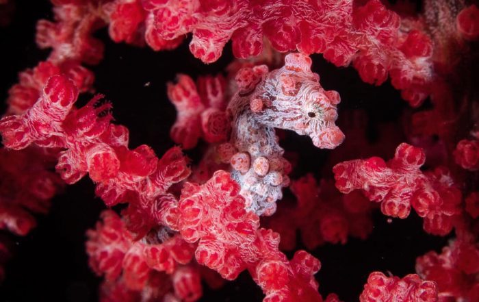 Bargibant’s pygmy seahorse - see them on expedition with Dive Ninjas