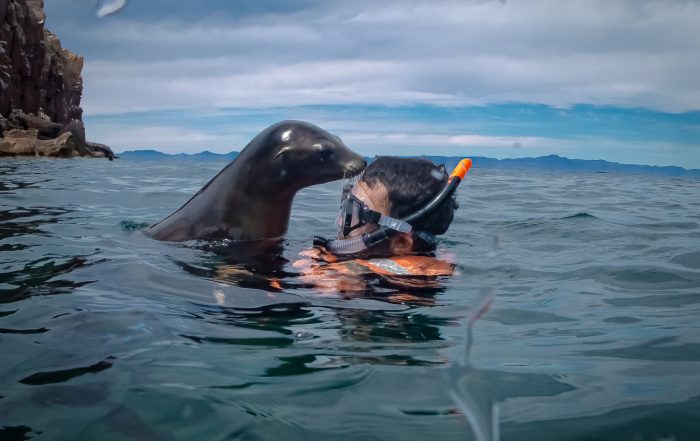 California sea lion, Dive Ninja Expeditions & Girls That Scuba Gentle Giants expedition, La Paz, Baja California Sur, Mexico