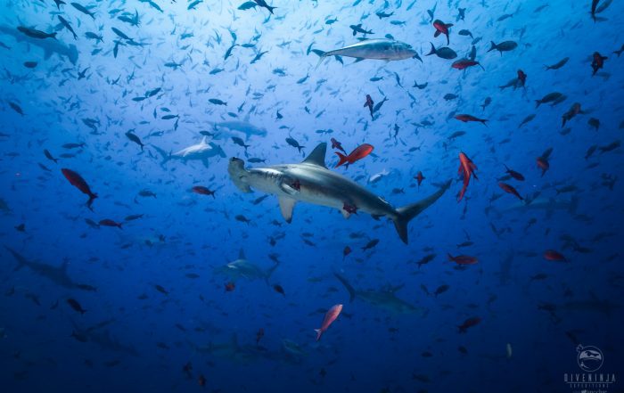 Diving with Hammerheads in the Galapagos with Dive Ninja Expeditions