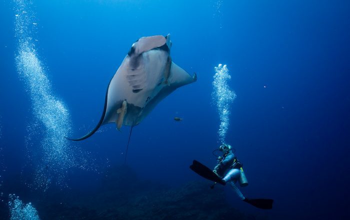 Diving with Oceanic Mantas in Socorro with Dive Ninja Expeditions