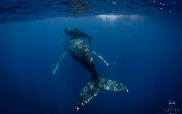 Swimming with Humpback Whales in Tonga With Dive Ninja Expeditions