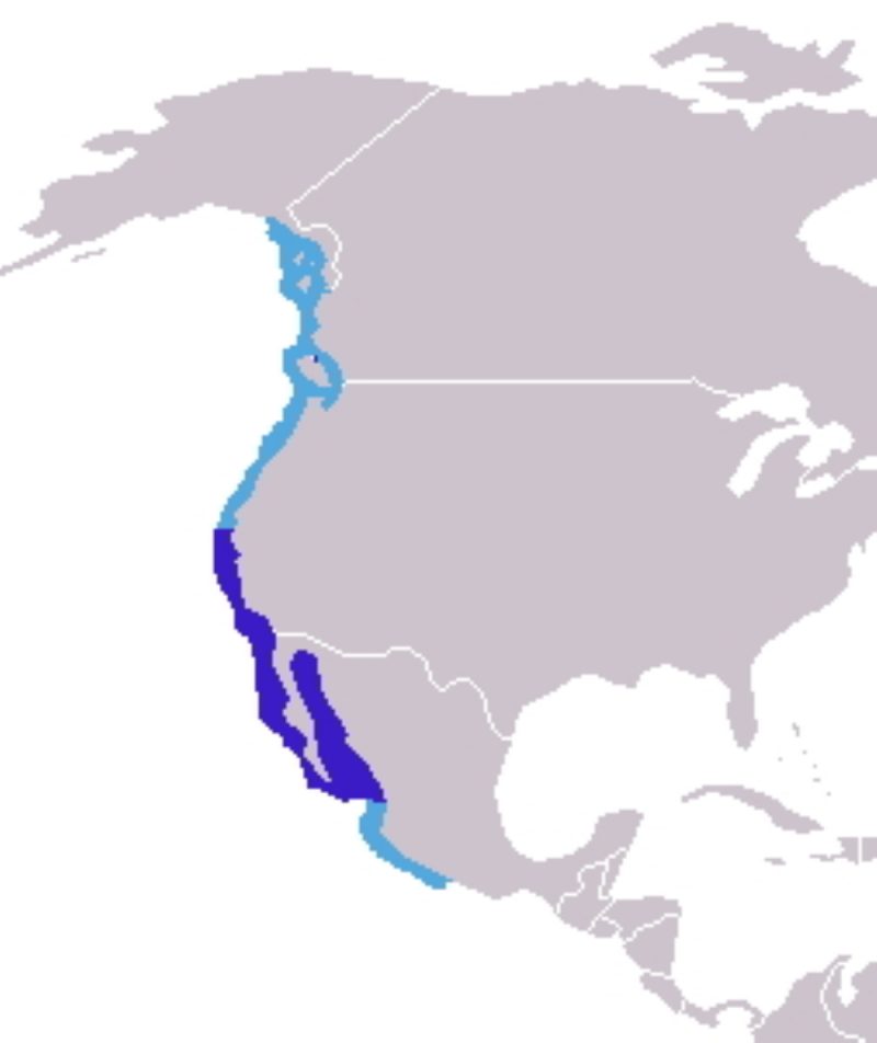 Meet The Locals Baja Species Articles Series California Sea Lions