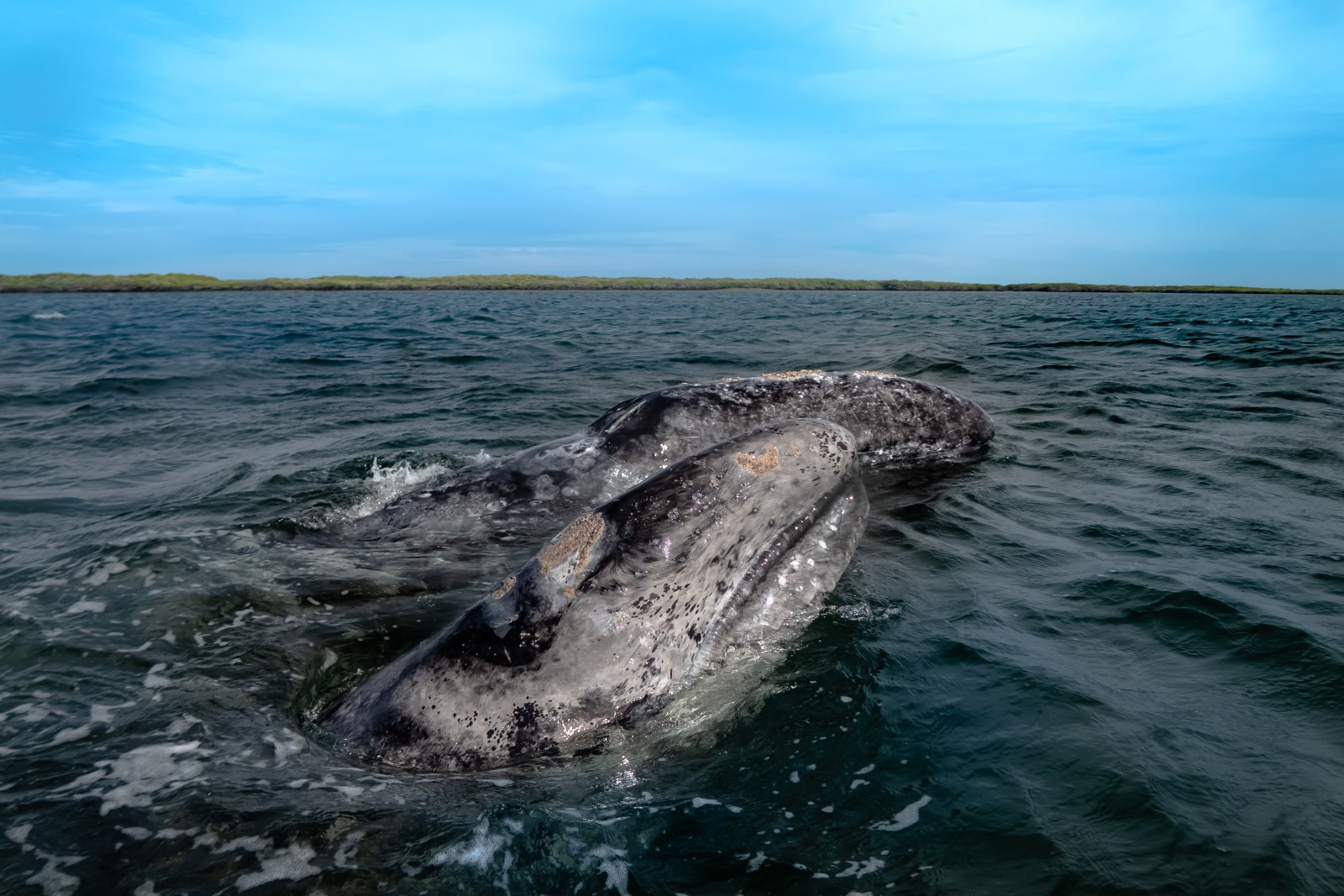 La cría de ballena gris y su madre, Bahía Magdalena, Baja California Sur, México