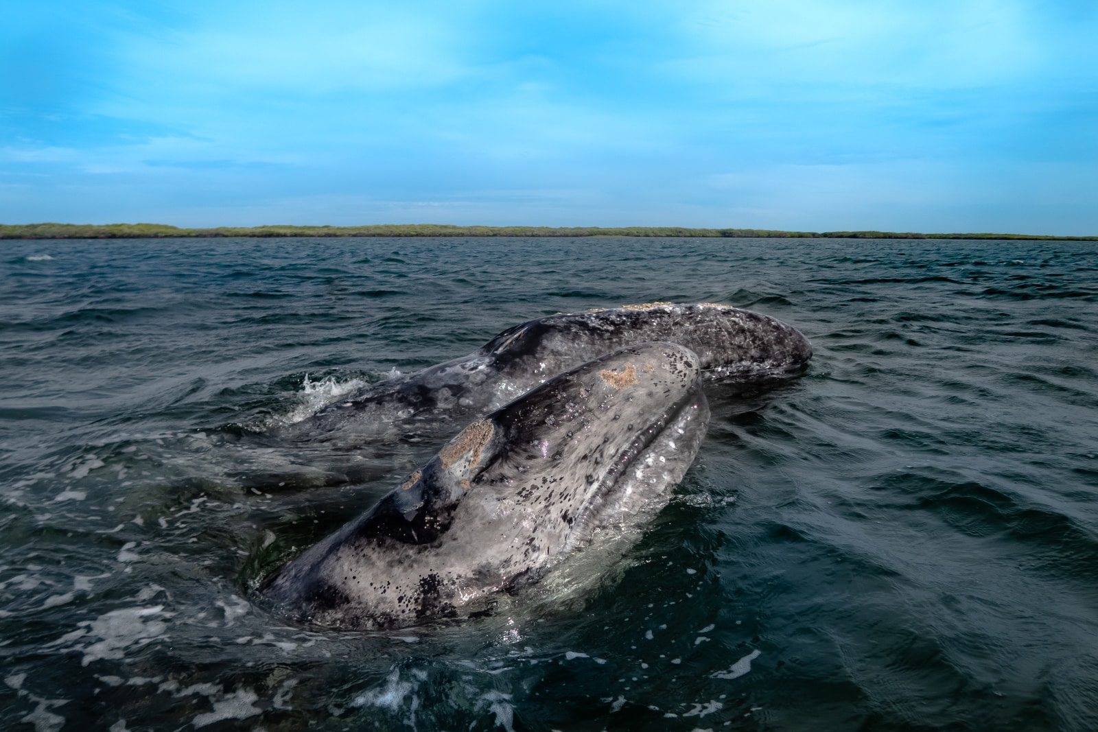 Grey whale calf and mother, Magdalena Bay, Baja California Sur, Mexico