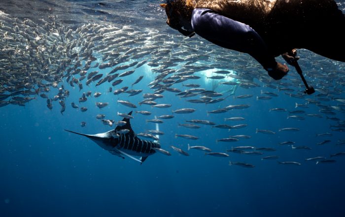 Dive Ninja Expeditions Striped Marlin Expedition, Magdalena Bay, Mexico