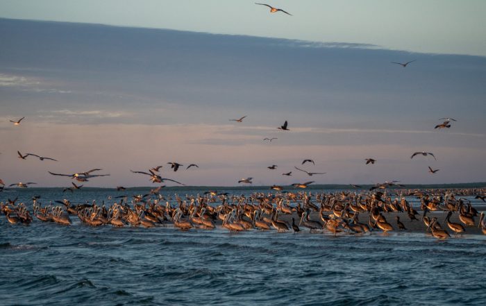 Bird Island, Magdalena Bay, Mexico