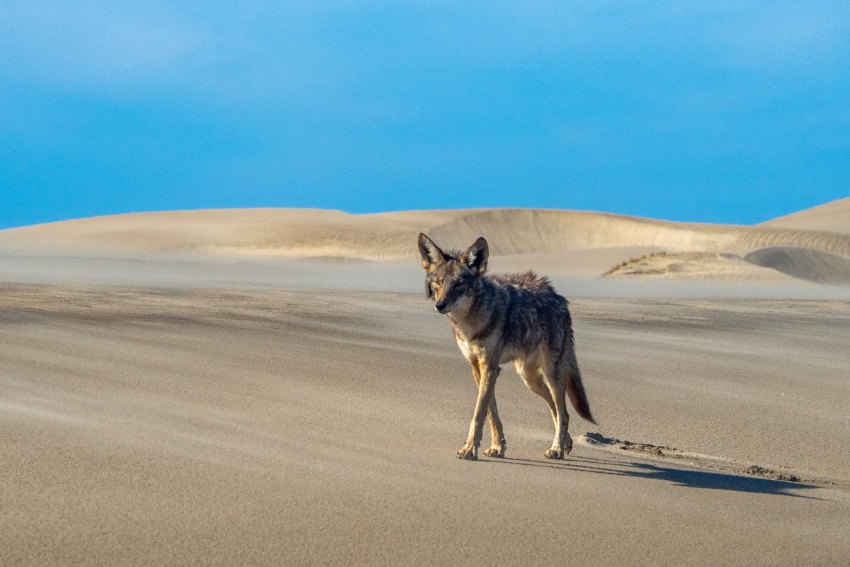 The Magic of Magdalena Bay an amazing place in Baja California Sur