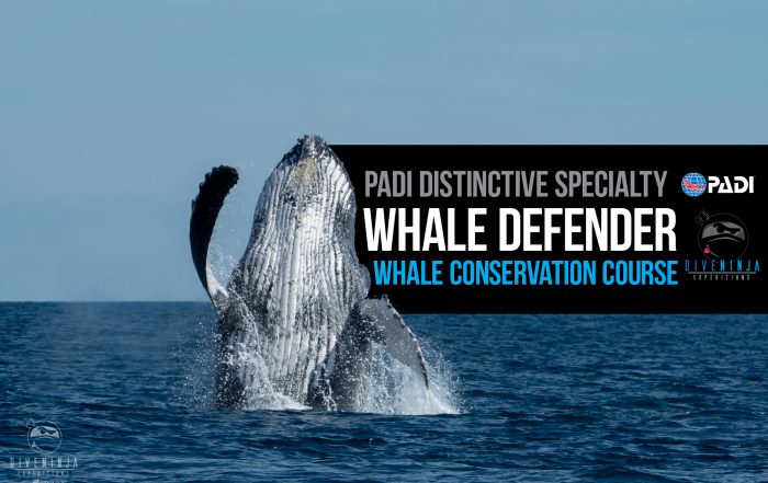 PADI Whale Defender distinctive specialty course with Dive Ninja Expeditions