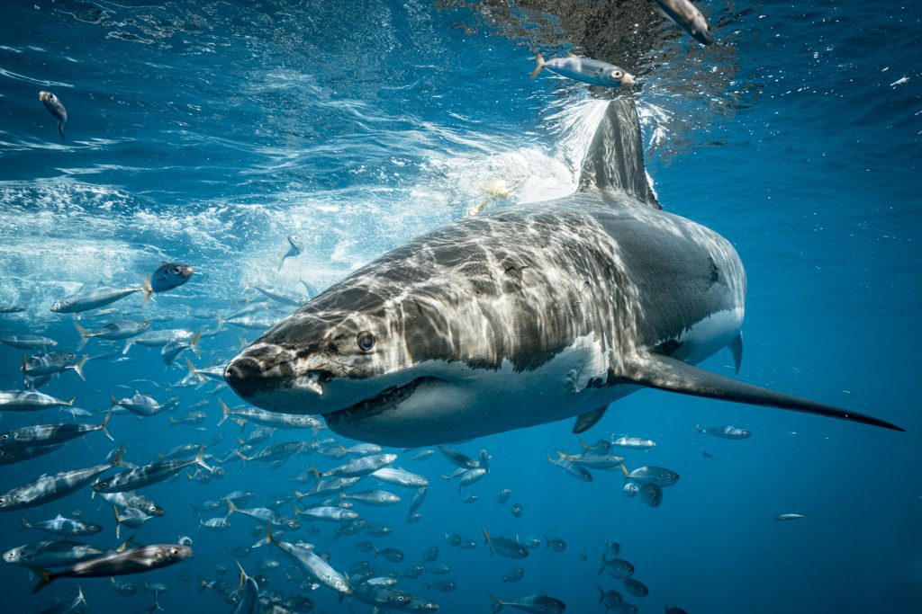 その他 Great White Sharks-Isla De Guadalupe-Mexico [DVD] 中古】Great White Sharks-Isla De Guadalupe-Mexico [DVD]