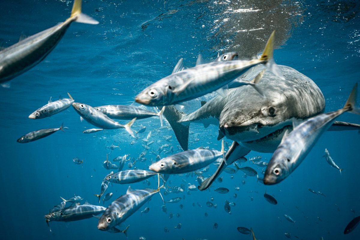 Guadalupe island shark diving with Great white sharks