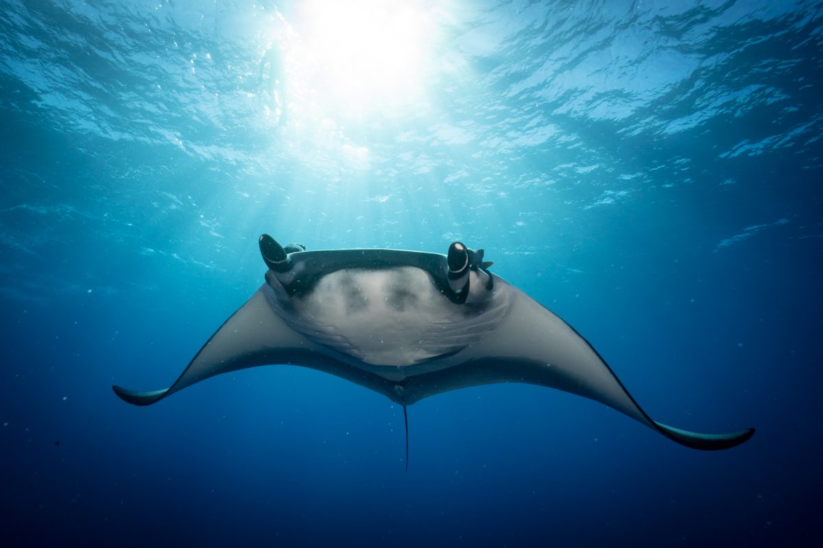 Trip Registration Terms & Conditions Dive Ninja Expeditions