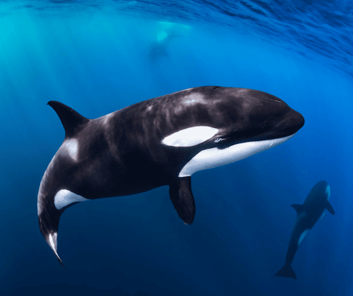 orcas in Mexico