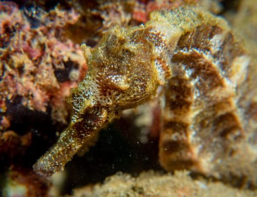 Cool Critters in Cabo San Lucas’s Marine Park
