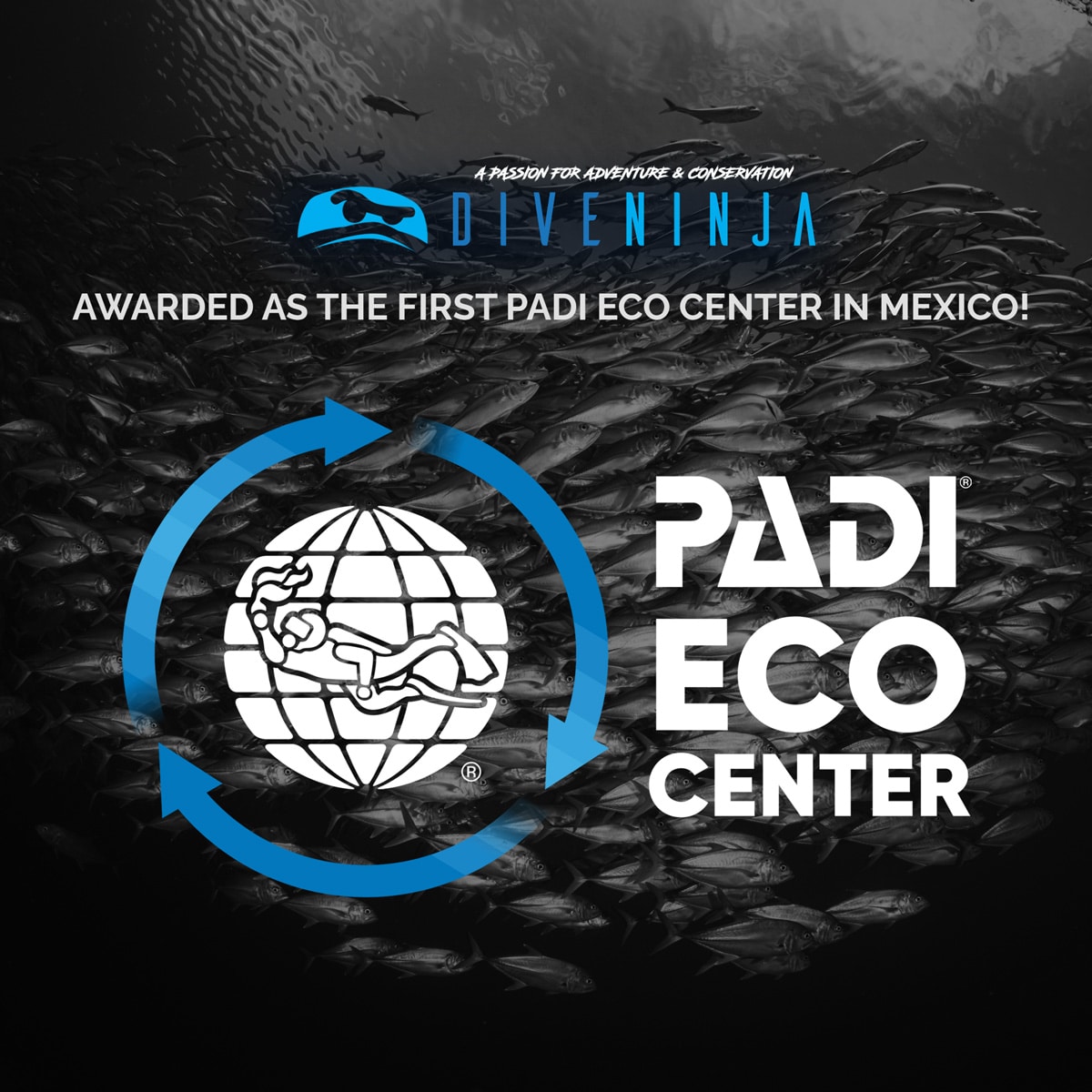 Dive Ninja PADI 5 Star IDC Dive Center in Cabo San Lucas