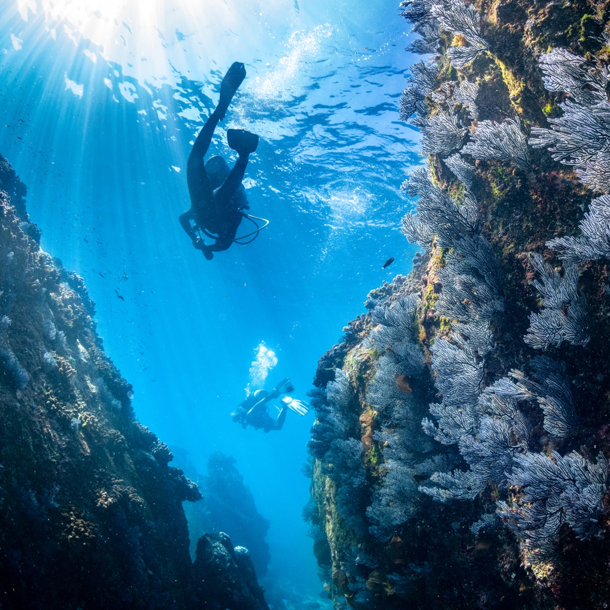 2 Tanks Dive, The Corridor of Los Cabos Dive Ninja Expeditions
