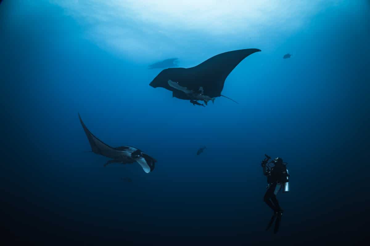 Scuba diving with oceanic manta rays in Socorro