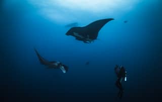 Scuba diving with oceanic manta rays in Socorro
