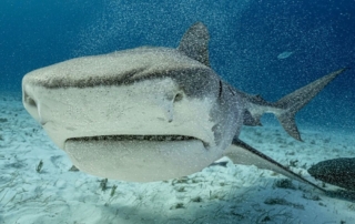 bahamas, Bimini shark diving