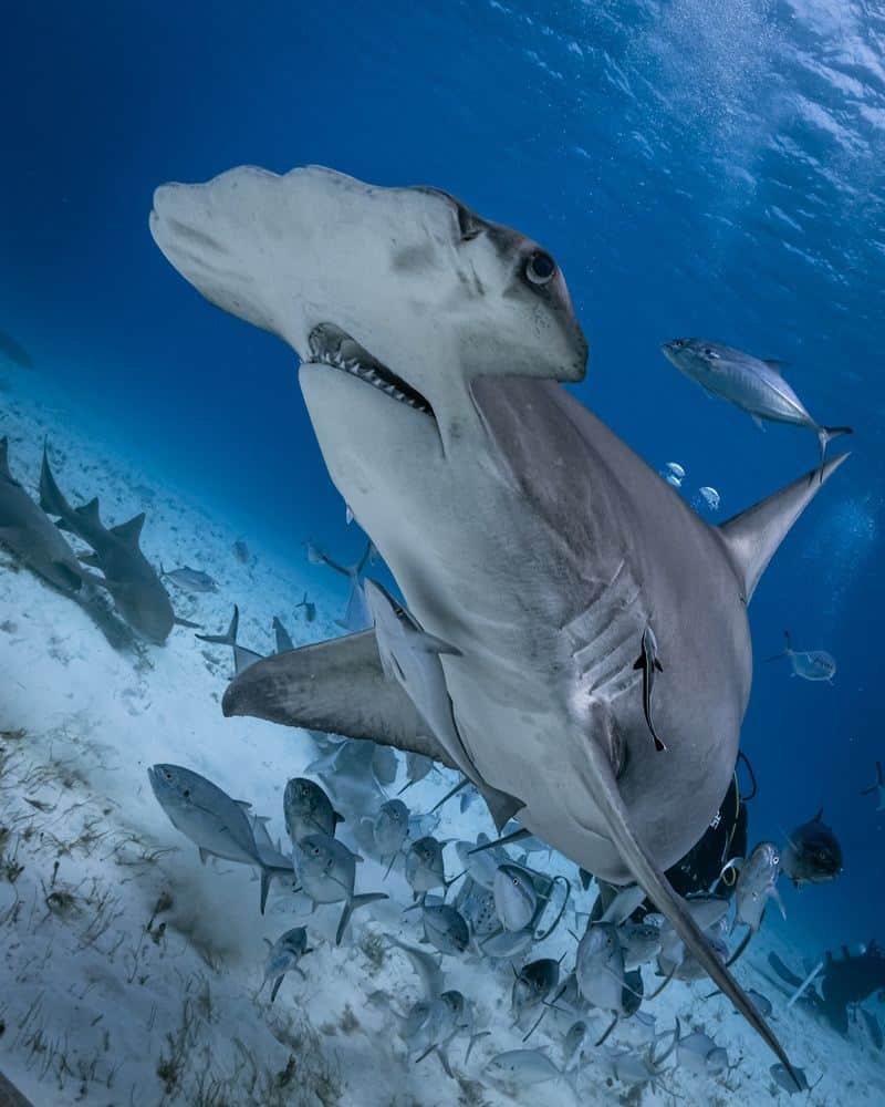 Freedive with striped marlin in mexico