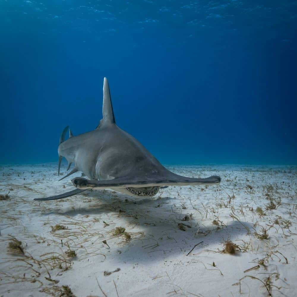 Great hammerhead scuba diving in Bimini