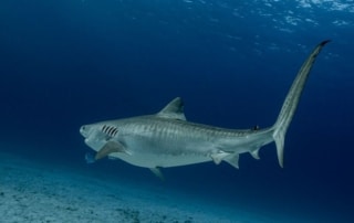 Tiger shark in Bahamas, Bimini island