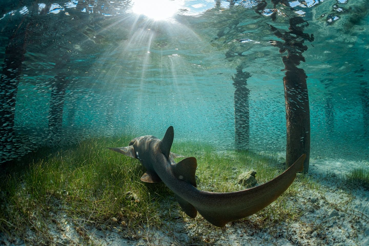 Freedive with striped marlin in mexico