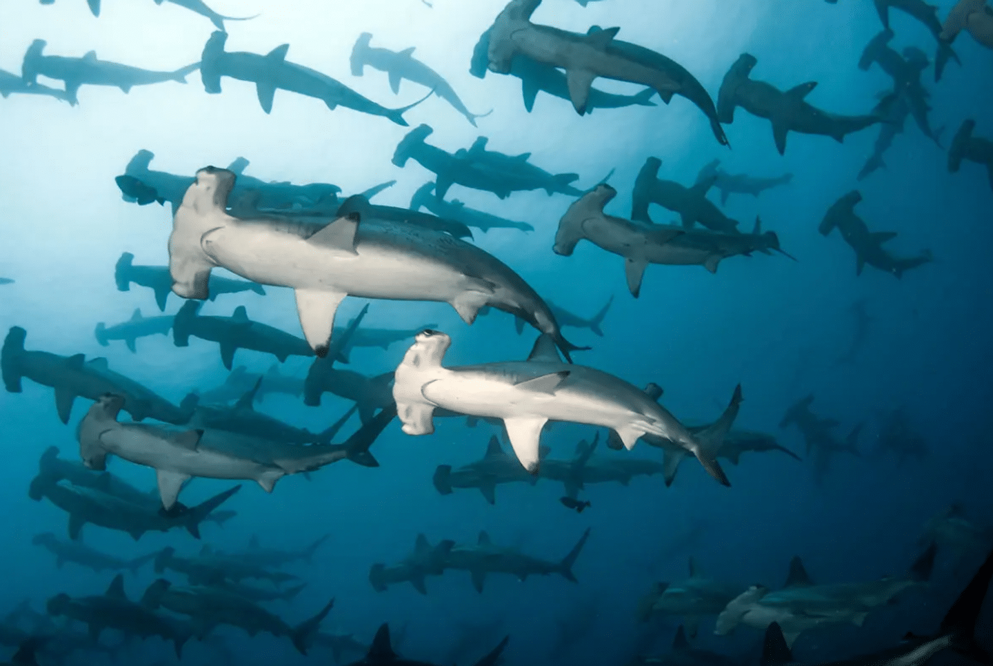 hammerhead shark in Malpelo, Columbia