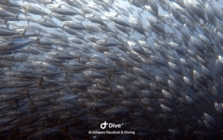 Malpelo Liveaboard school of fish