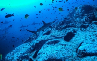 malpelo diving with hammerhead shark