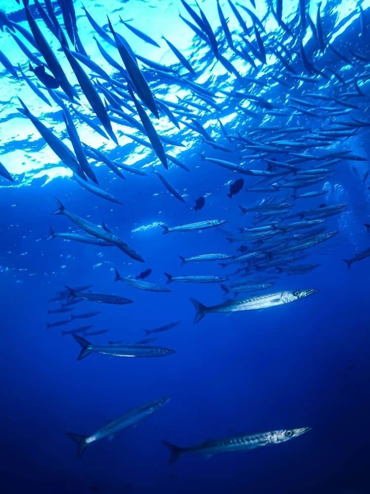 Freedive with striped marlin in mexico