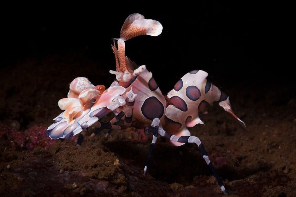 Dauin Philippines Macro-scuba Diving Trip