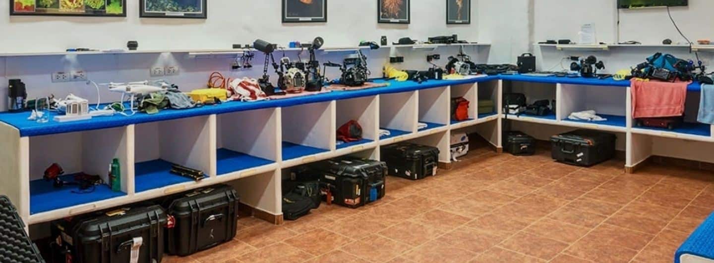 Freedive with striped marlin in mexico