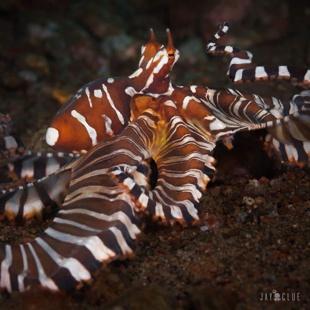 Freedive with striped marlin in mexico