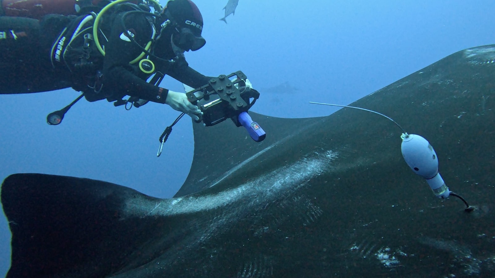 Oceanic manta ray research in Socorro