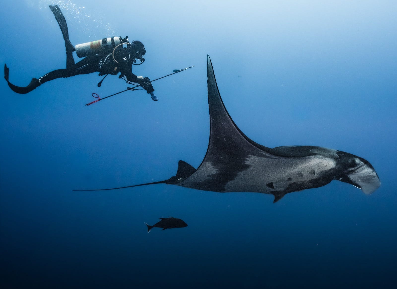 Oceanic manta ray research trip in the Revillagigedo Archipelago Mexico