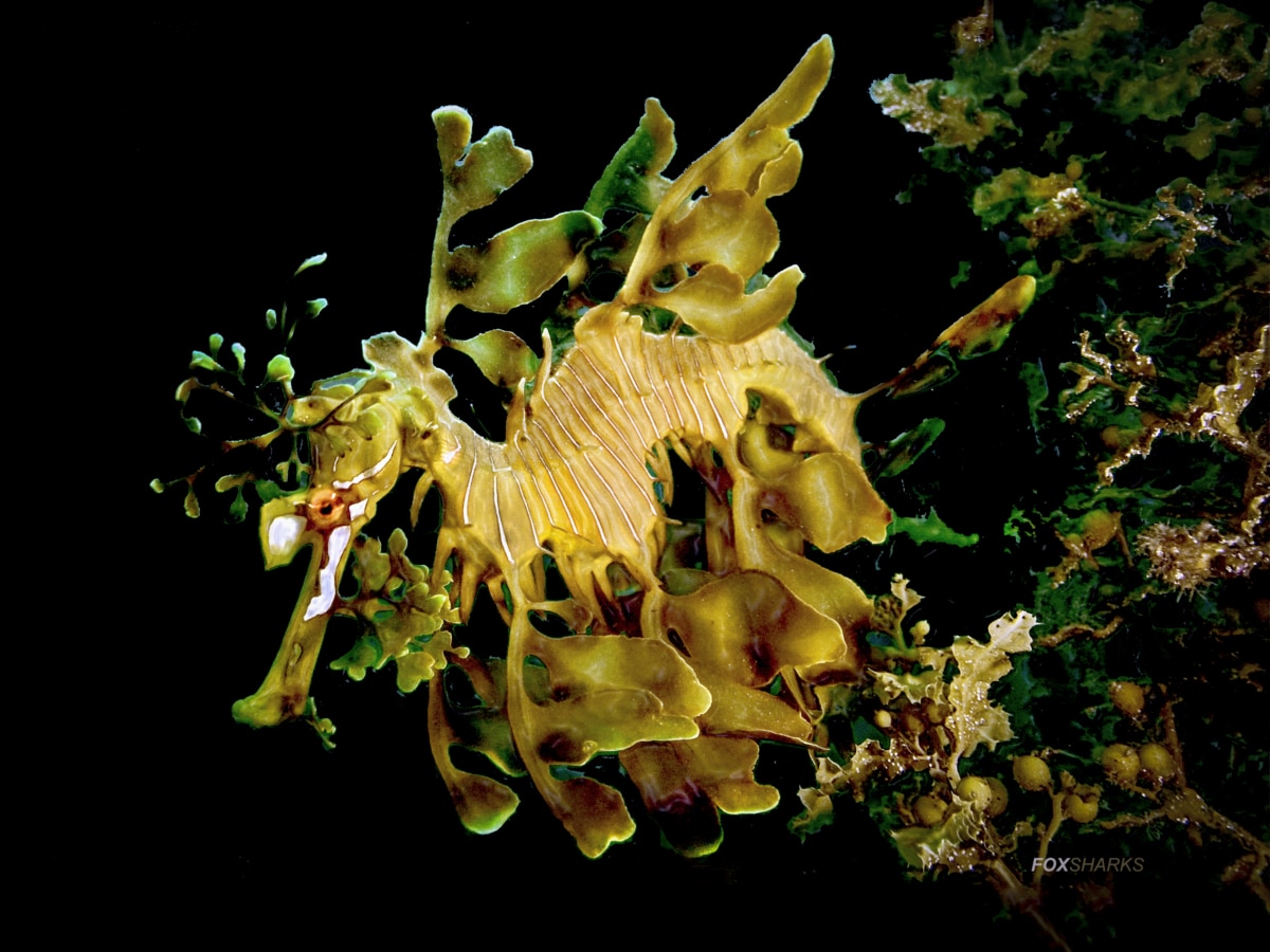 Diving with leafy sea dragons in southern Australia